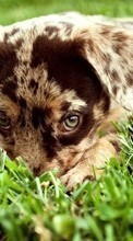 Dogs,Animals per HTC Sensation