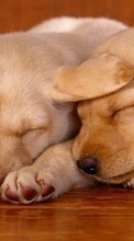 Scaricare immagine 1024x600 Animals, Dogs sul telefono gratis.