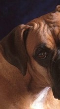 Scaricare immagine 1024x600 Animals, Dogs sul telefono gratis.