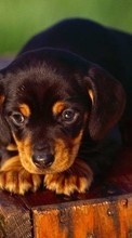 Scaricare immagine 1280x800 Animals, Dogs sul telefono gratis.