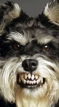 Scaricare immagine Animals, Dogs sul telefono gratis.