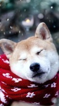 Scaricare immagine Dogs, Animals, Winter sul telefono gratis.