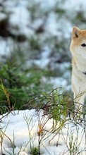Scaricare immagine Dogs, Animals, Winter sul telefono gratis.