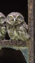 Owl, Animals per Samsung Galaxy S2