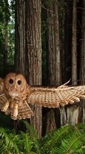 Scaricare immagine Owl,Animals sul telefono gratis.