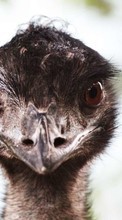 Scaricare immagine Animals, Ostrich sul telefono gratis.