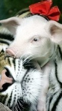 Scaricare immagine Pigs,Tigers,Animals sul telefono gratis.
