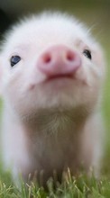 Scaricare immagine Pigs, Animals sul telefono gratis.