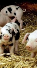 Scaricare immagine Pigs, Animals sul telefono gratis.