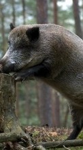 Scaricare immagine Pigs,Animals sul telefono gratis.