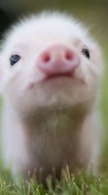 Scaricare immagine Pigs,Animals sul telefono gratis.