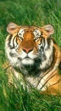 Scaricare immagine 128x160 Animals, Grass, Tigers sul telefono gratis.