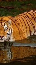 Scaricare immagine Animals, Water, Tigers sul telefono gratis.