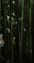 Scaricare immagine 480x800 Animals, Tigers sul telefono gratis.