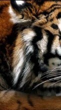 Scaricare immagine 1024x600 Animals, Tigers sul telefono gratis.