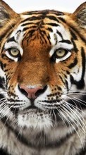Scaricare immagine 540x960 Animals, Tigers sul telefono gratis.