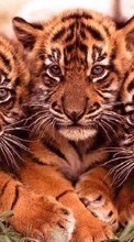 Scaricare immagine 1024x768 Tigers, Animals sul telefono gratis.