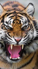 Scaricare immagine Tigers, Animals sul telefono gratis.