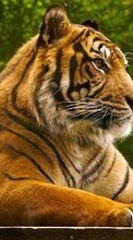 Scaricare immagine 240x400 Animals, Tigers sul telefono gratis.
