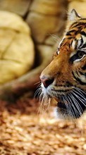 Tigers, Animals per Fly ERA Nano 9 IQ436i