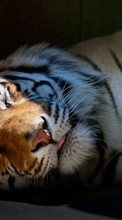 Tigers, Animals per Motorola Defy+