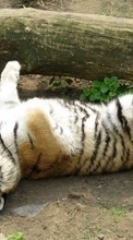 Scaricare immagine 800x480 Animals, Tigers sul telefono gratis.