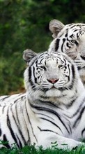 Scaricare immagine 240x400 Animals, Tigers sul telefono gratis.