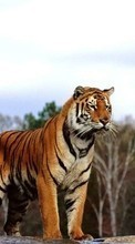 Scaricare immagine 540x960 Animals, Tigers sul telefono gratis.