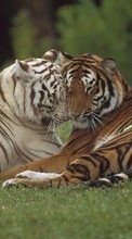 Scaricare immagine 320x240 Animals, Tigers sul telefono gratis.