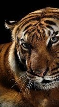 Scaricare immagine Tigers, Animals sul telefono gratis.