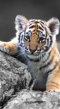 Scaricare immagine Tigers,Animals sul telefono gratis.