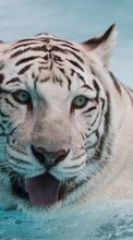 Tigers,Animals per Samsung Galaxy TREND