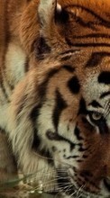 Scaricare immagine Tigers,Animals sul telefono gratis.