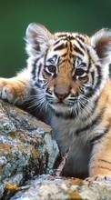 Tigers,Animals per Oppo Find X2 Pro
