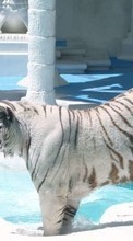 Tigers,Animals per Sony Xperia acro S