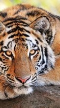 Tigers,Animals per Nokia X2-01