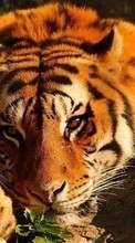 Tigers,Animals per Lenovo Sisley S90