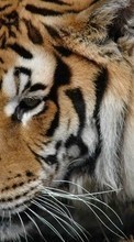 Animals, Tigers per LG Optimus L7 2 P715