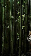 Scaricare immagine 240x320 Animals, Tigers sul telefono gratis.