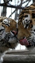 Scaricare immagine 320x240 Animals, Tigers sul telefono gratis.