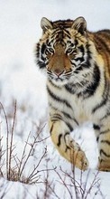 Scaricare immagine Animals, Tigers sul telefono gratis.