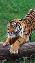 Scaricare immagine 240x320 Animals, Tigers sul telefono gratis.