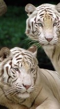Scaricare immagine Animals, Tigers sul telefono gratis.