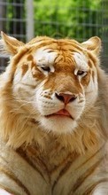 Scaricare immagine 128x160 Animals, Tigers sul telefono gratis.