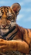 Scaricare immagine 320x480 Animals, Tigers sul telefono gratis.