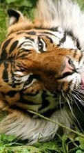 Scaricare immagine 320x480 Animals, Tigers sul telefono gratis.