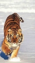 Scaricare immagine Tigers,Animals,Winter sul telefono gratis.