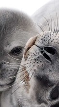 Scaricare immagine Seals, Animals sul telefono gratis.