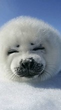 Scaricare immagine Seals,Animals sul telefono gratis.