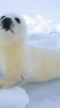Scaricare immagine Seals,Animals sul telefono gratis.